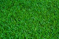 Football field green grass pattern texture background Royalty Free Stock Photo