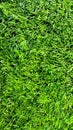 Football Field Turf Royalty Free Stock Photo