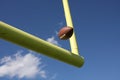 Football kicked through the uprights