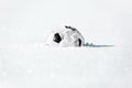 Football or soccer ball in the deep white snow, close season and winter break Royalty Free Stock Photo