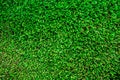 Football/soccer field fresh grass background, texture Royalty Free Stock Photo