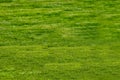 Football court with green grass daytime empty