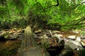 Footbridge in forest Royalty Free Stock Photo