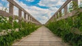 Footbridge in Narew National Park in Poland. Royalty Free Stock Photo