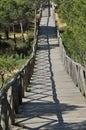 Footbridge of sand dunes covered with pine Iberian.