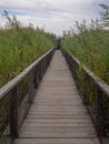 footbridge thorough and bird watch post