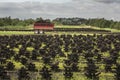 Footed turf in Ireland