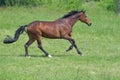 Footfall sequence, galloping mare, 3-5 Royalty Free Stock Photo