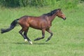 Footfall sequence, galloping mare, 2-5 Royalty Free Stock Photo