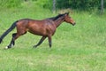 Footfall sequence, galloping mare, 5-5 Royalty Free Stock Photo