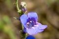 Foothill Penstemon, Penstemon heterophyllus Royalty Free Stock Photo