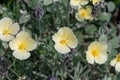 Foothill poppies (eschscholzia caespitosa