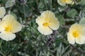 Foothill poppies (eschscholzia caespitosa