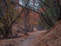 Foothill woodland in fall on overcast day Royalty Free Stock Photo