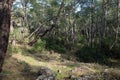 Landscape with foothill trip road between mountain pines goes far to the green forest on summer day front view horizontal Royalty Free Stock Photo