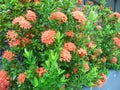 Bright reddish-orange ixora coccinea plants in bloom. Darwin, NT Australia