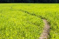 Foothpath through green meadow - summer texture Royalty Free Stock Photo