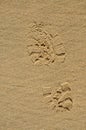 Footmark on beach Royalty Free Stock Photo