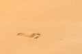 Footmark in a Sand on the Beach at Phuket Thailand