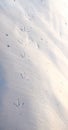 Footmarks of Bird on Sandy Beach - Abstract Background and Texture Royalty Free Stock Photo