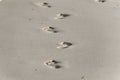 Footmarks on the sandy beach. Royalty Free Stock Photo