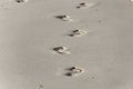 Footmarks on the sandy beach. Royalty Free Stock Photo