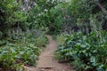 Footpath with acanthus plant flowers