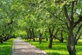 Footpath alley through apple blooming trees Royalty Free Stock Photo