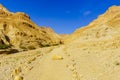 Footpath along the Arugot stream, in Ein Gedi Nature Reserve Royalty Free Stock Photo