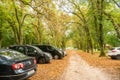 Footpath along high trees and cars at a patk