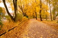 Footpath along trees at a park