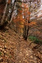Footpath in Autumn along the Coast of Lake Tovel - Italian Alps Trentino-Alto Adige Royalty Free Stock Photo