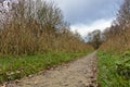 Footpath in autumn with dry reed and birch trees on both sides Royalty Free Stock Photo