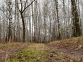 Footpath in the autumn forest. Beautiful autumn birch forest. Leafless trees, leaves have fallen. Late fall. The first snow in the Royalty Free Stock Photo