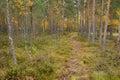 Footpath autumn forest landscape in Finland