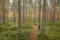 Footpath autumn forest landscape in Finland