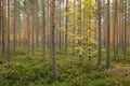 Footpath autumn forest landscape in Finland