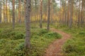 Footpath autumn forest landscape in Finland