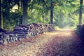 Footpath in autumn forest Royalty Free Stock Photo
