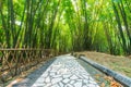 A footpath in a bamboo forest in China Royalty Free Stock Photo