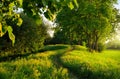 Footpath through beautiful meadow and trees