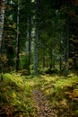 Footpath in beautuful forest with big trees