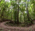 Footpath bend in rainforest. Royalty Free Stock Photo