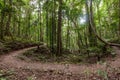 Footpath bend in temperate rainforest. Royalty Free Stock Photo
