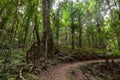 Footpath bend in temperate rainforest. Royalty Free Stock Photo