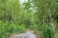 Footpath in birch forest Royalty Free Stock Photo