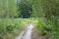 Footpath in birch forest Royalty Free Stock Photo