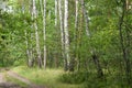 Footpath in birch forest Royalty Free Stock Photo