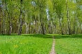 footpath in a birch grove Royalty Free Stock Photo