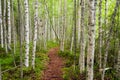 Footpath in a birch grove. Royalty Free Stock Photo